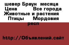 шевер Браун 2месяца › Цена ­ 200 - Все города Животные и растения » Птицы   . Мордовия респ.